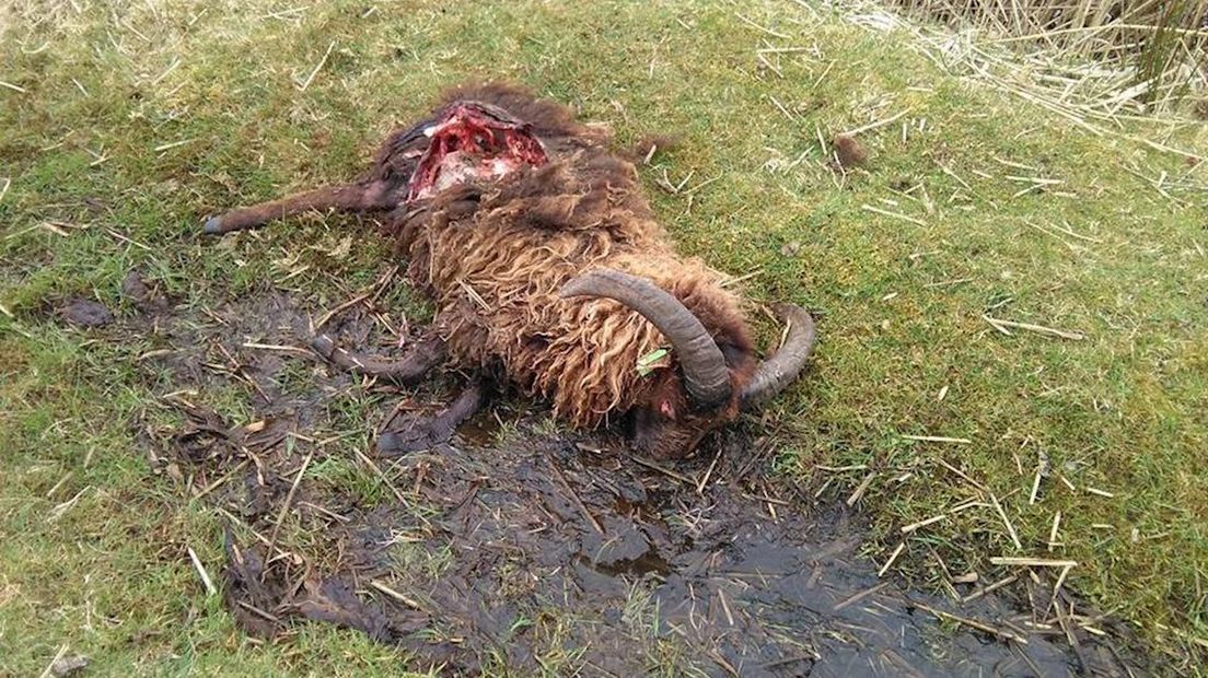 DNA bevestigt: schaap in Markelo is doodgebeten door een wolf