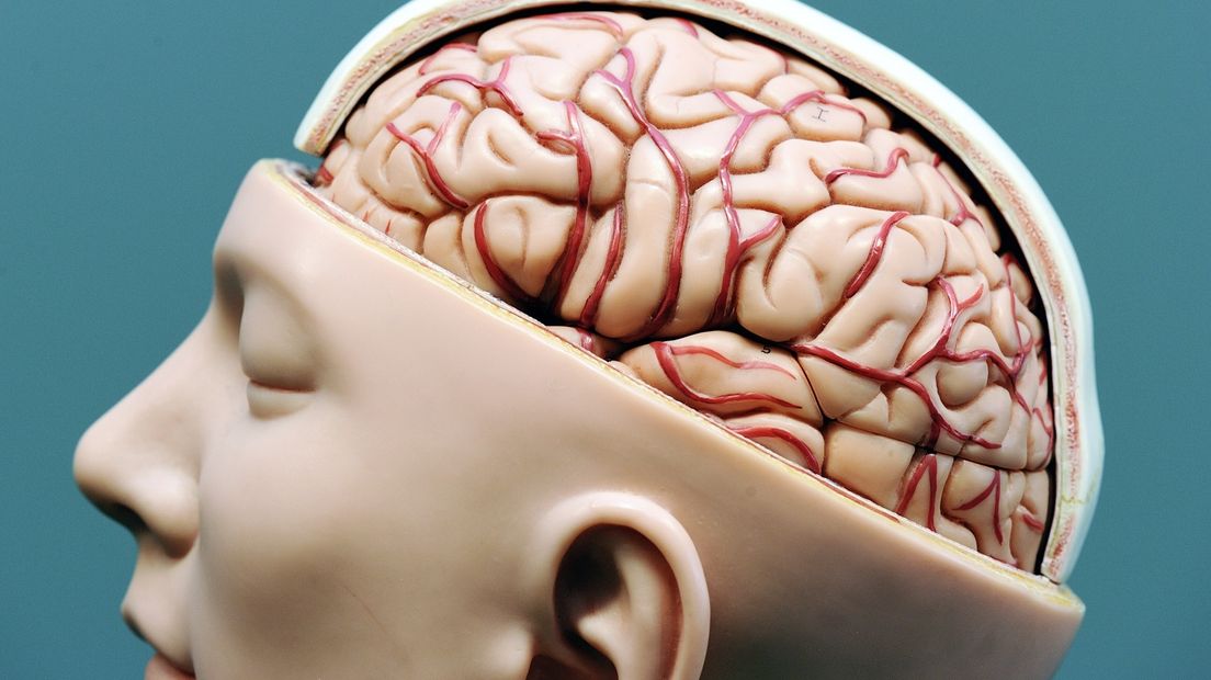 Een model van de hersenen.