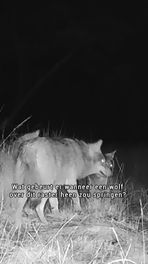 Geur en stroom tegen de wolf