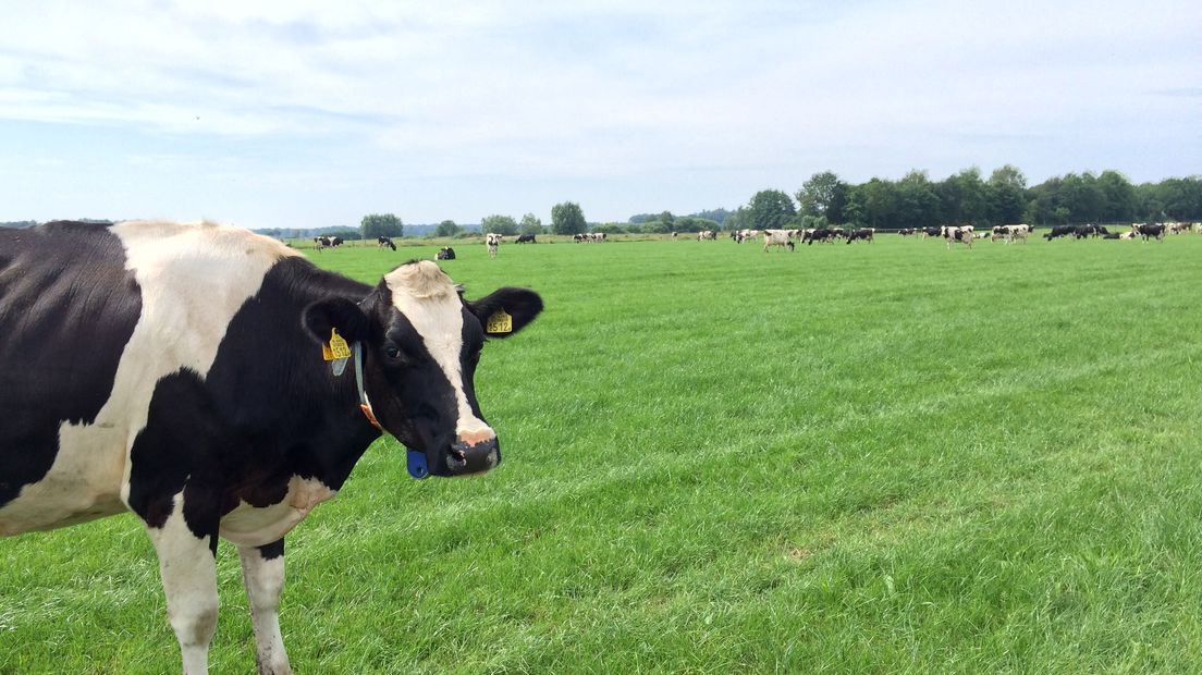 De melkveehouder eist het meeste grond op (Rechten: Hugo Boogaerdt / RTV Drenthe)