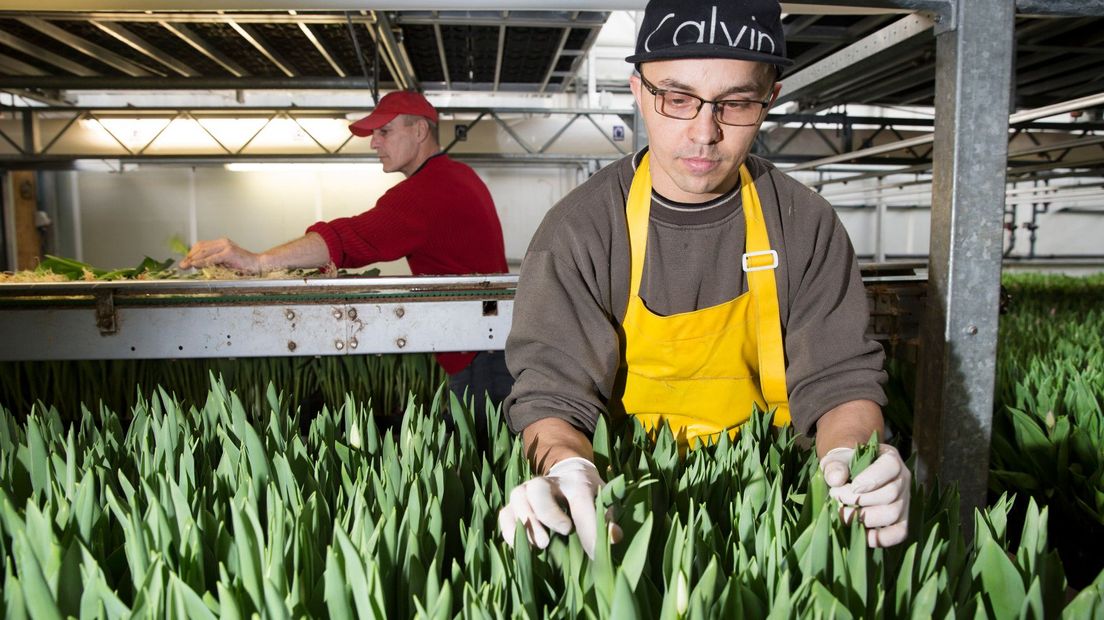 Arbeidsmigrant aan het werk met tulpen
