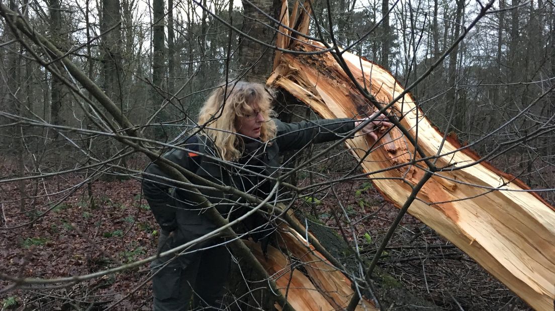 Stormschade in het bos in Leersum.