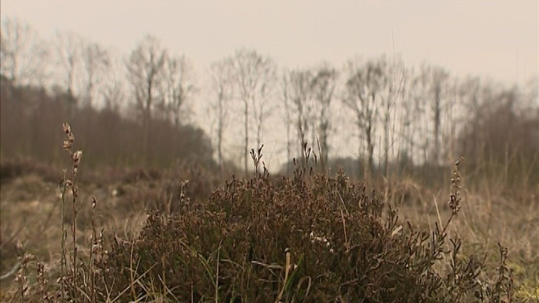 Het zal maar weinig mensen opvallen en echt mooi is het ook nog niet, maar het is er wel en dat is heel bijzonder.