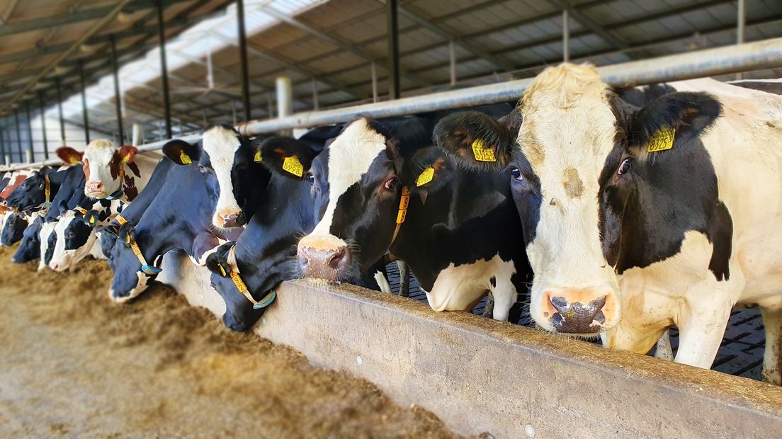 Koeien moeten meer in de wei staan om stikstof te reduceren