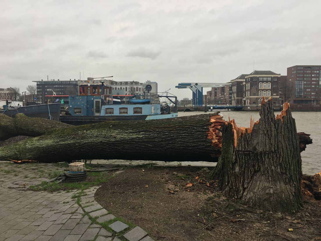 Omgewaaide boom Noordereiland