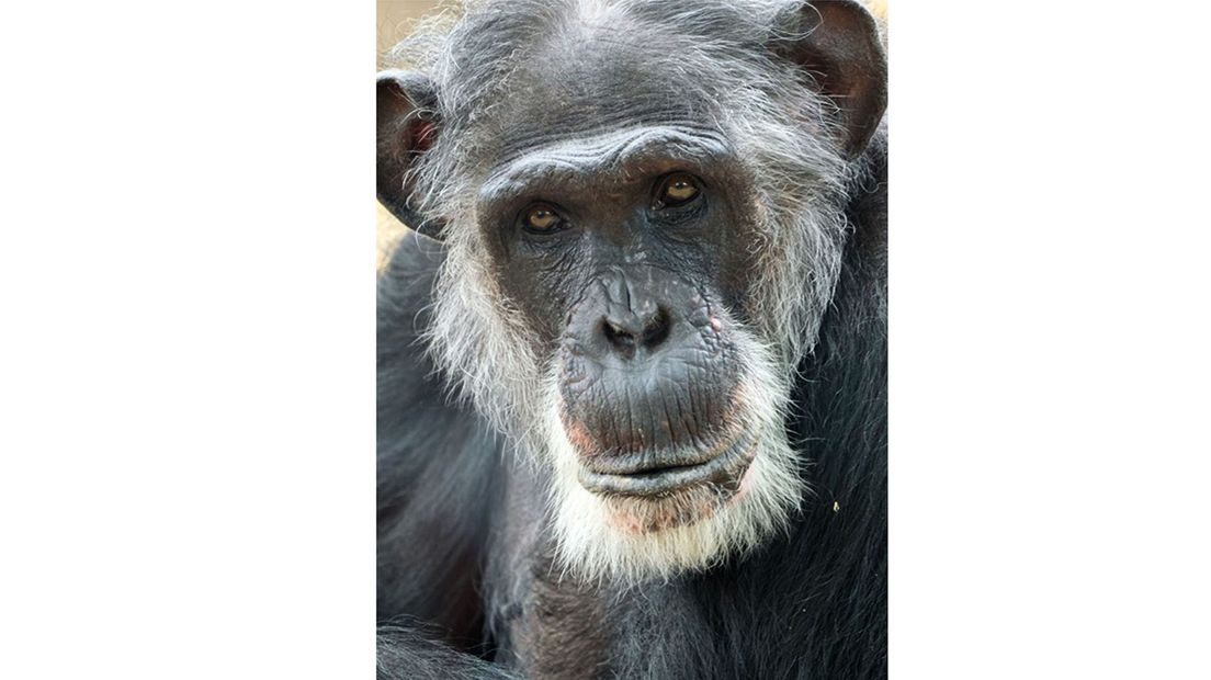 Chimpansee Mike