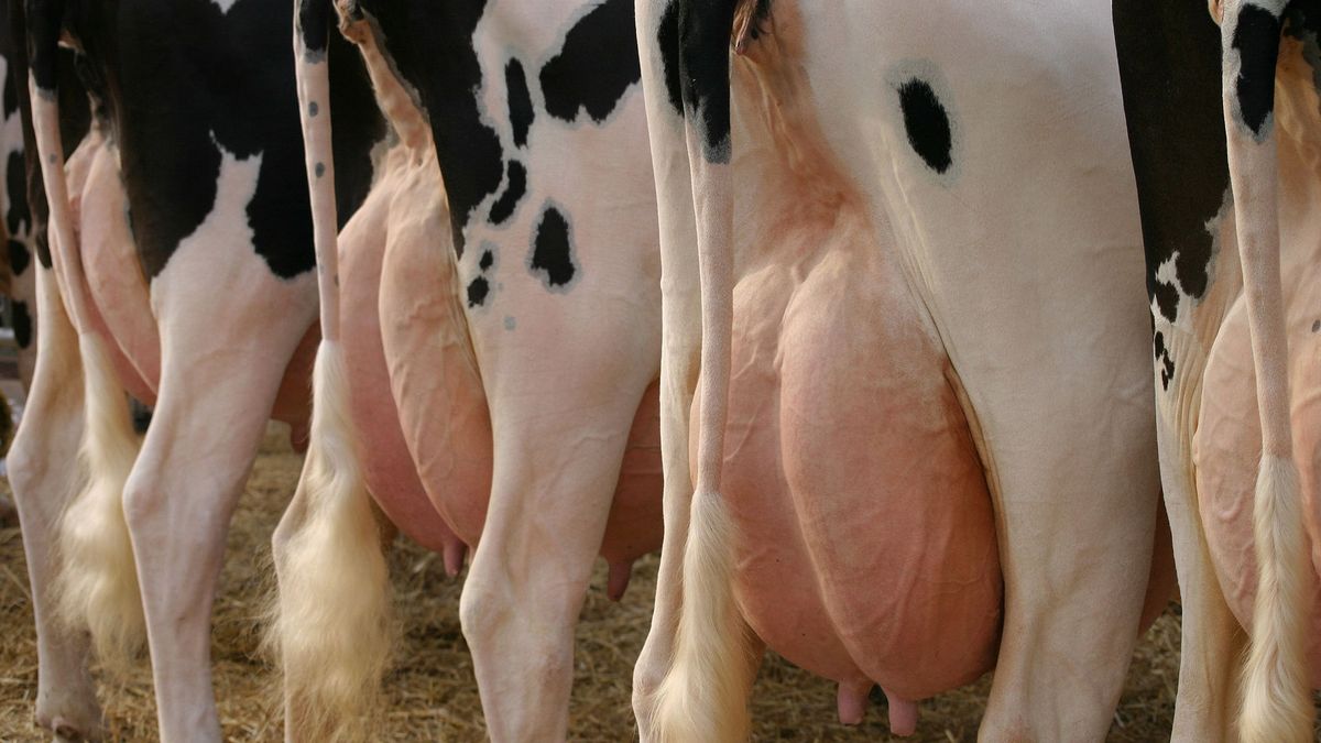 Opnieuw onderneming Gino P. failliet en groot melkveebedrijf uit Vredepeel over de kop