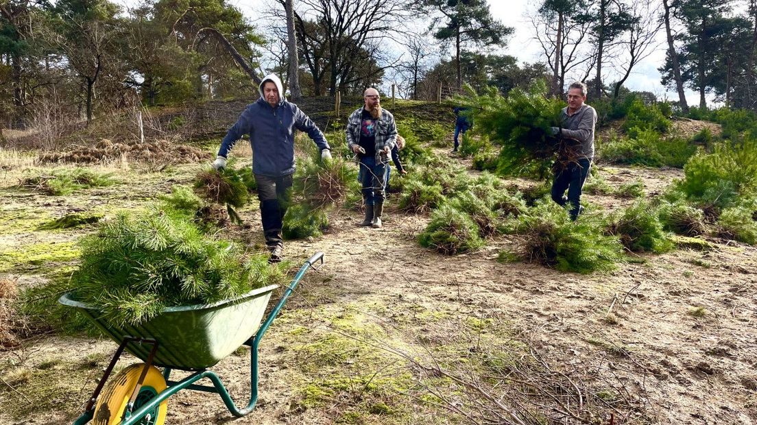 Het omplanten van de bomen