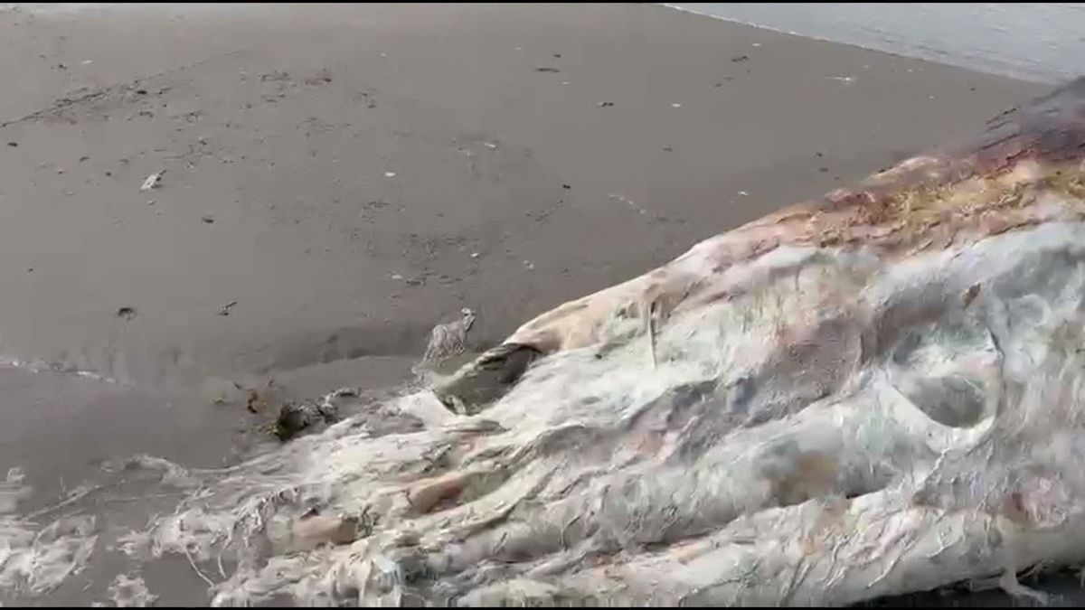 Dwergvinvis aangespoeld op Vlieland
