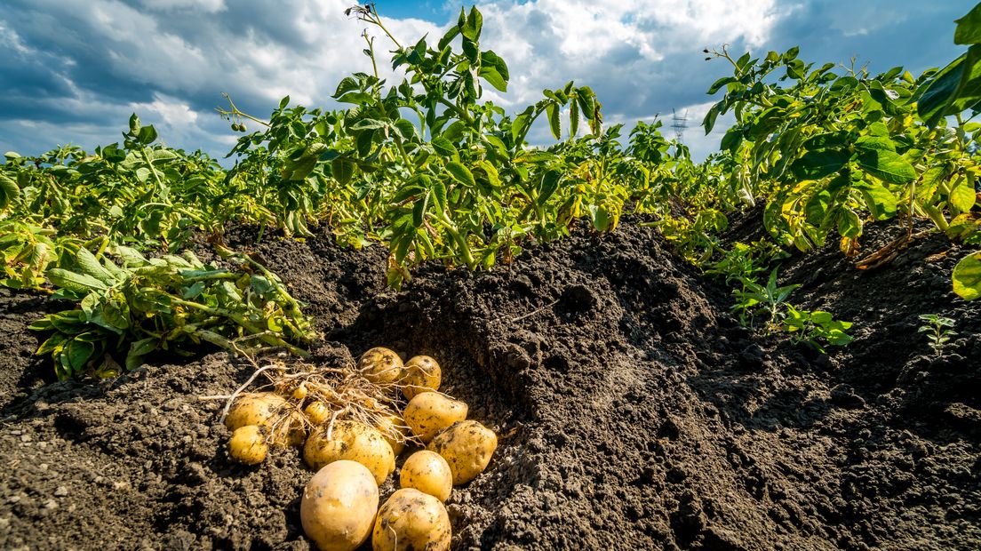 De aardappeloogst valt behoorlijk tegen (Rechten: ANP)