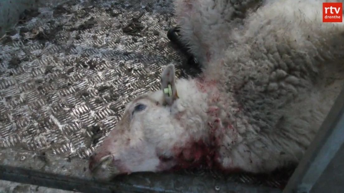 Naast dode schapen heeft Het Witterveld door een eerdere aanval van een hond ook veel doodgeboren lammeren (Rechten: RTV Drenthe)