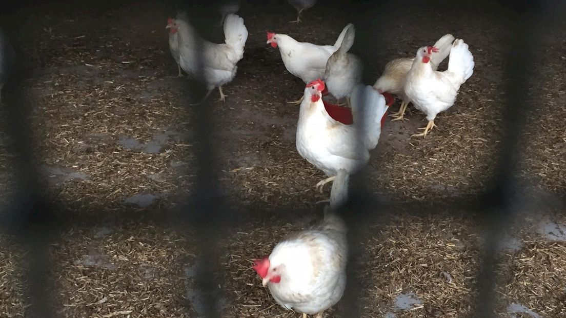 Ophokplicht voor alle pluimvee in Nederland