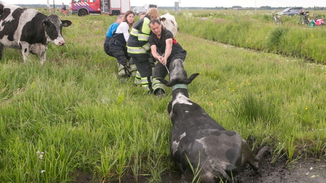 De brandweer van Eemnes in actie voor een koe die in de sloot is beland.