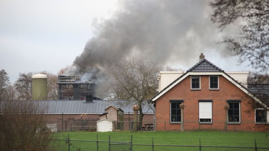 Er stonden tientallen kalveren in de stal.