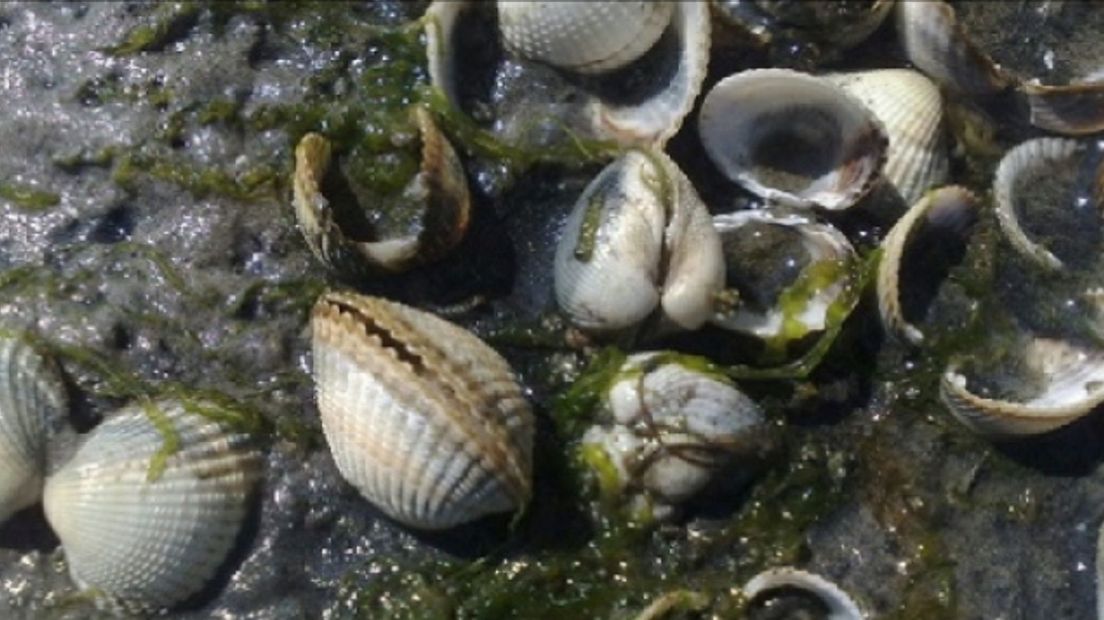 Aantal dieren in Oosterschelde en Westerschelde neemt toe