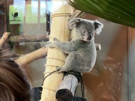 'Zóóóóó schattig!' Publiek ontvangt drie koala's in Ouwehands met open armen
