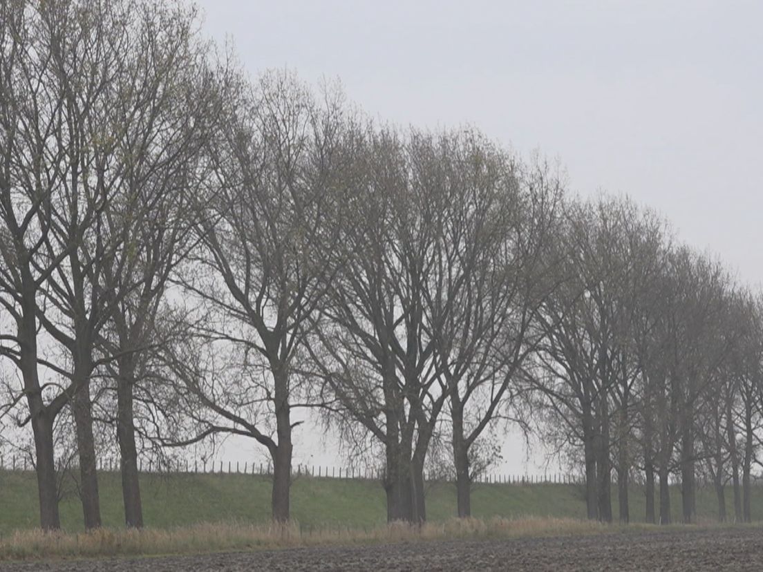 De bomen aan het Volkerak