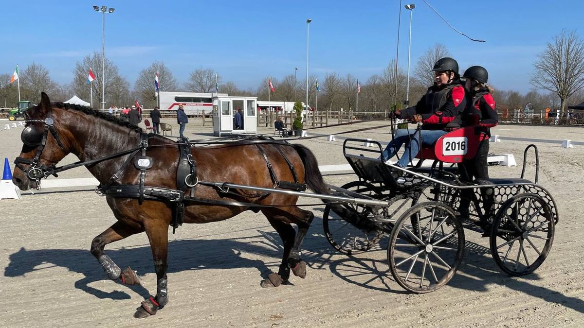 Paarden en menners zetten beste beentje voor bij internationale menwedstrijd Exloo