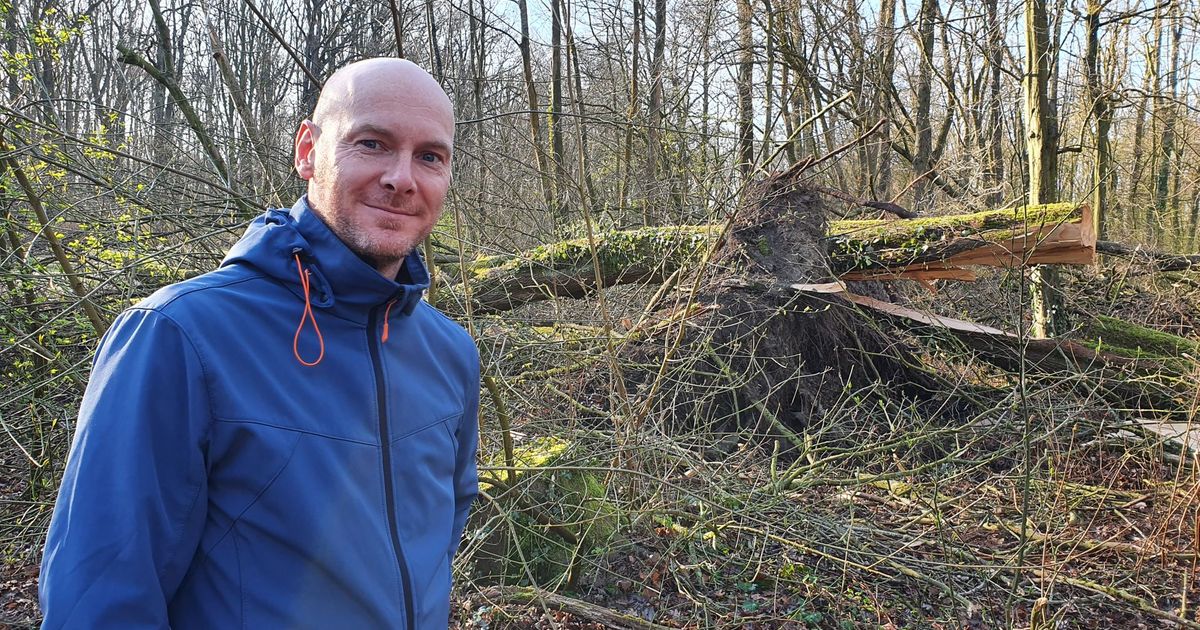 De één z'n dood is de ander z'n brood: omgewaaide bomen Kralingse Bos