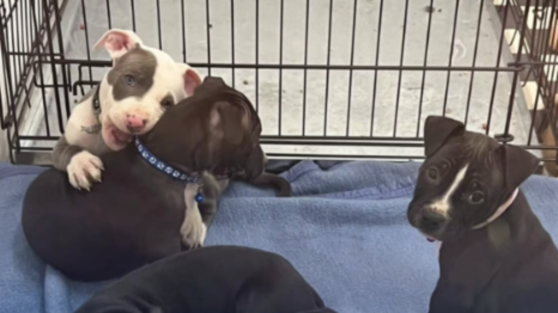 Deze zes puppy's werden aangetroffen in een garagebox.