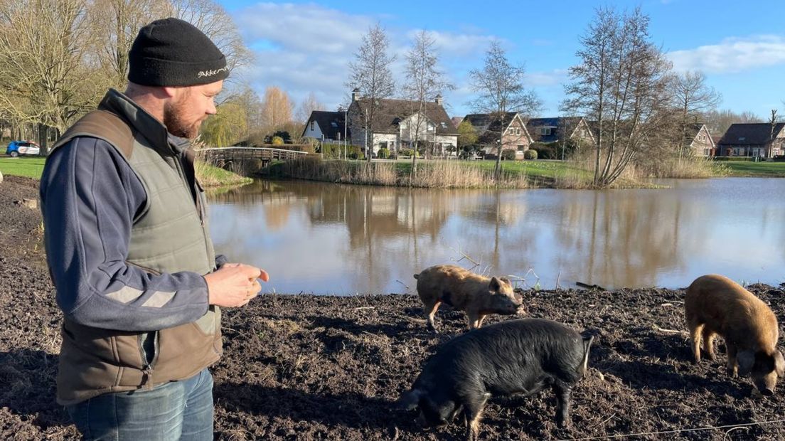 Willem Hempen met zijn varkens