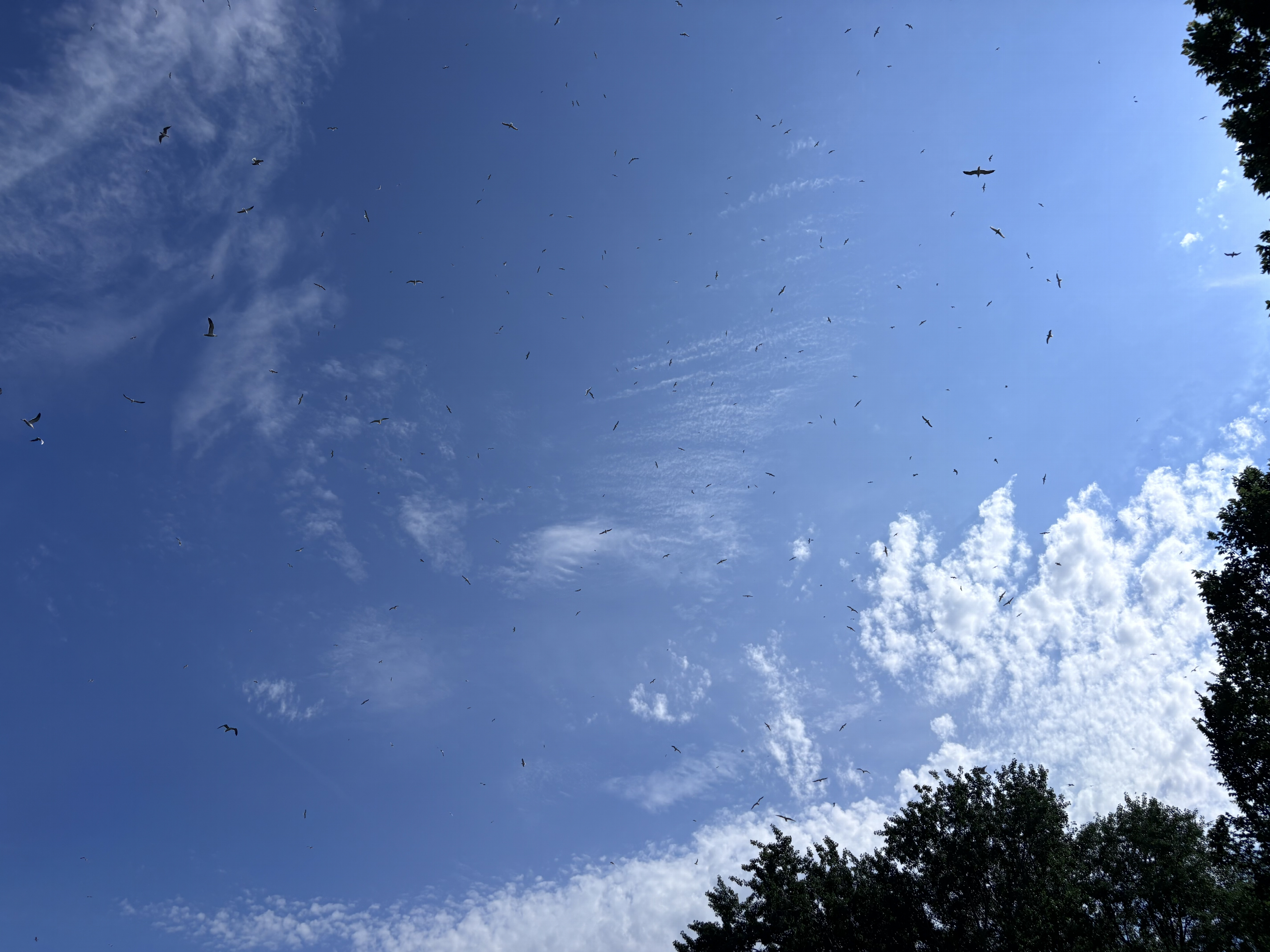 Meeuwen in de lucht op zoek naar lekker maaltje: waarom gaan die mieren toch vliegen?