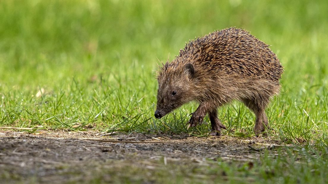Egels wegen soms geen 500 gram zoals het hoort, maar slechts 150 gram.