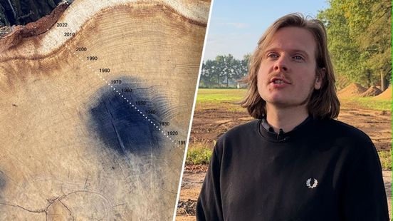 Zweefvliegtuigen van Market Garden lieten hun sporen na in de bomen bij Wolfheze