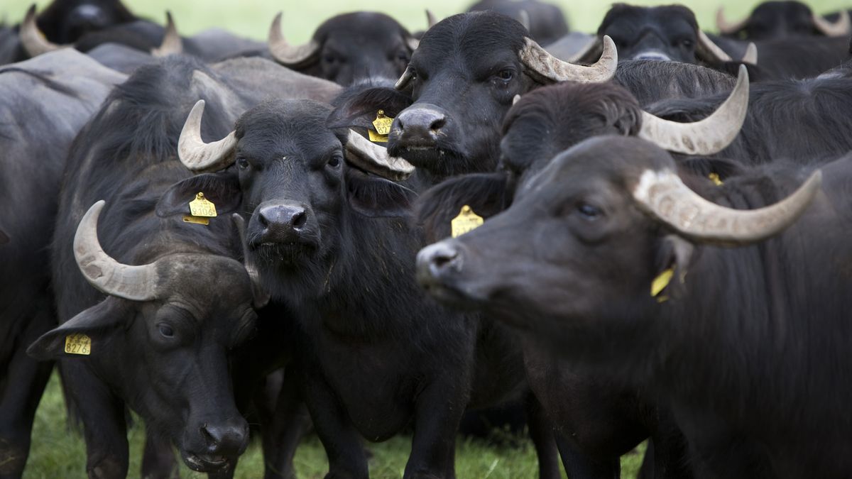 'Een van de schokkendste dossiers': buffelhouder uit Denekamp veroordeeld