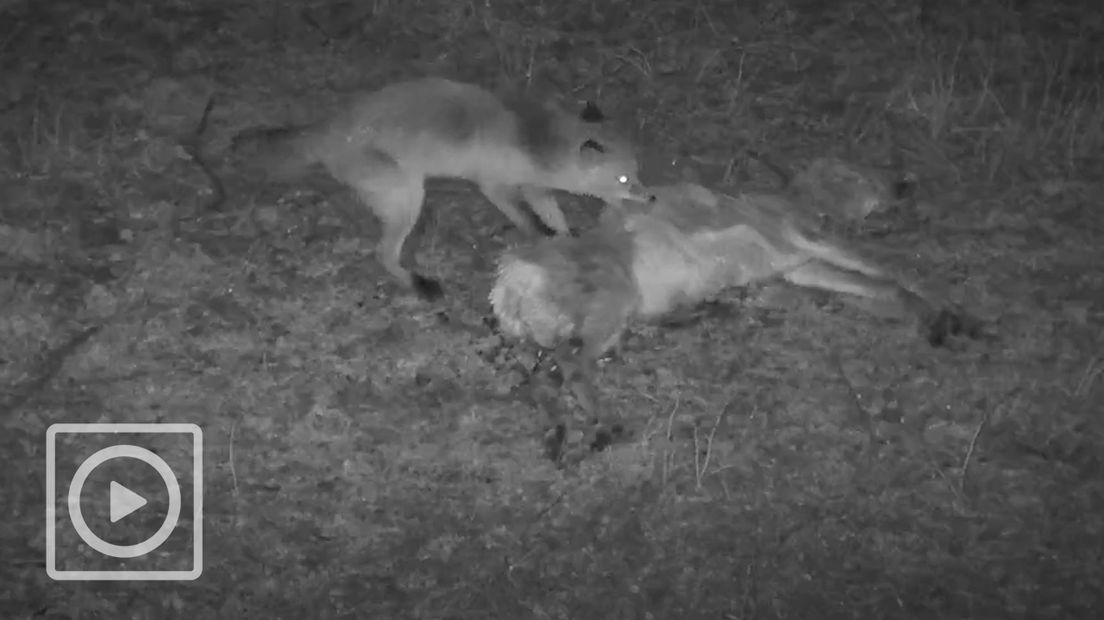 Twee vossen, een handvol vogels en nieuwsgierige konikpaarden verschenen afgelopen maand voor de KadaverCam van natuurplatform BuitenGewoon. Op het eerste gezicht hebben prooidieren niet of nauwelijks van de in het verkeer verongelukte ree gegeten. Als je dichterbij kijkt, zie je dat het dode dier inmiddels vol leven zit.