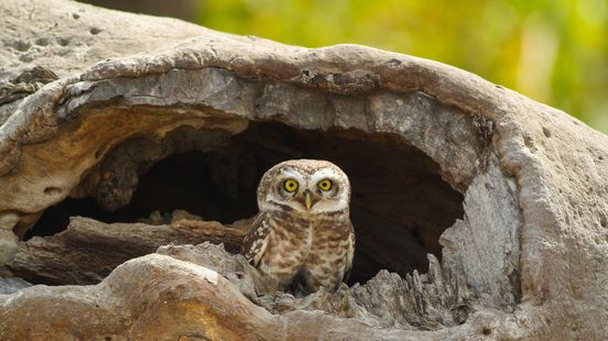 Wie helpt Ivonne aan braakballen van uilen ?