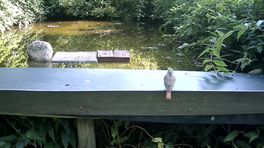 Gekraagde roodstaart bij tuinvijver in De Kiel