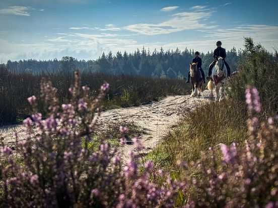 Drenthe wil een paardenprovincie zijn, eerste knooppuntennetwerk voor ruiters geopend