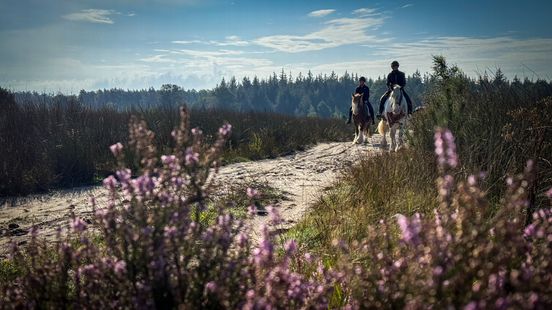 Drenthe lanceert ruiterknooppuntennetwerk: 'Paardenprovincie van Nederland'