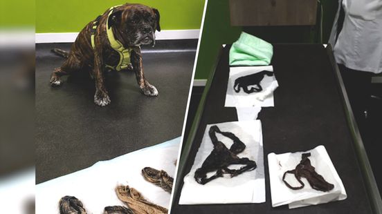 Hond uit Nunspeet eet zes onderbroeken op Home