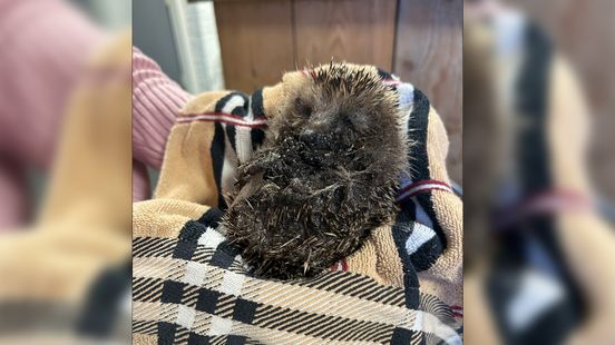 Egels zwaargewond door lijmplanken, opvang waarschuwt voor dierenleed Home