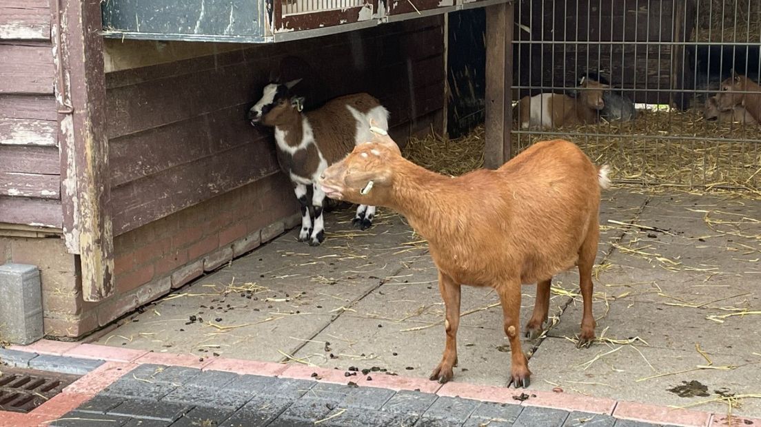 De geitjes van kinderboerderij de Houtkamp wachten op bezoek