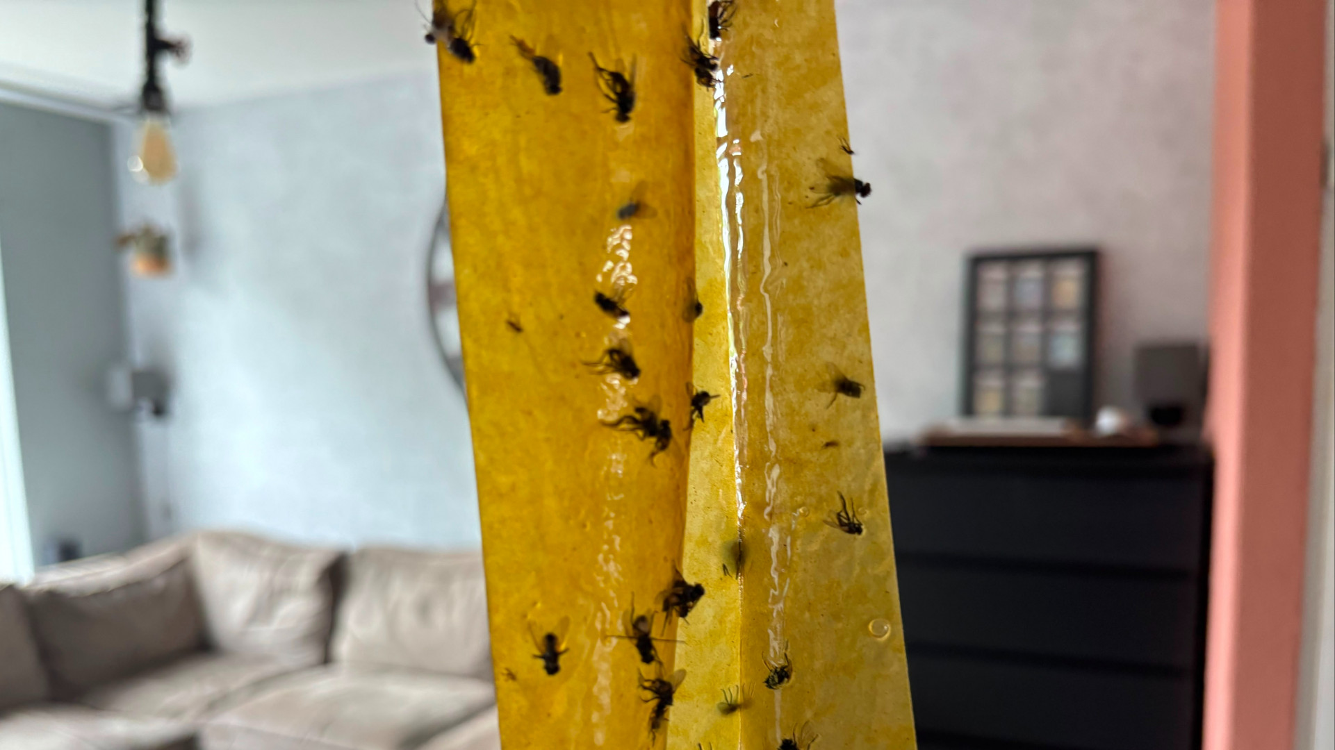 Vliegenstrip in de woonkamer van Boy van Erkelens