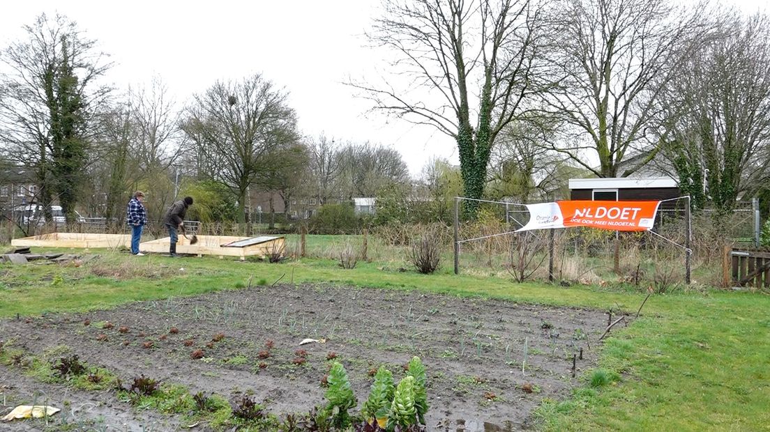 Vrijwilligers aan het werk in de buurtmoestuin in Assen
(Rechten: Steven Stegen / RTV Drenthe)