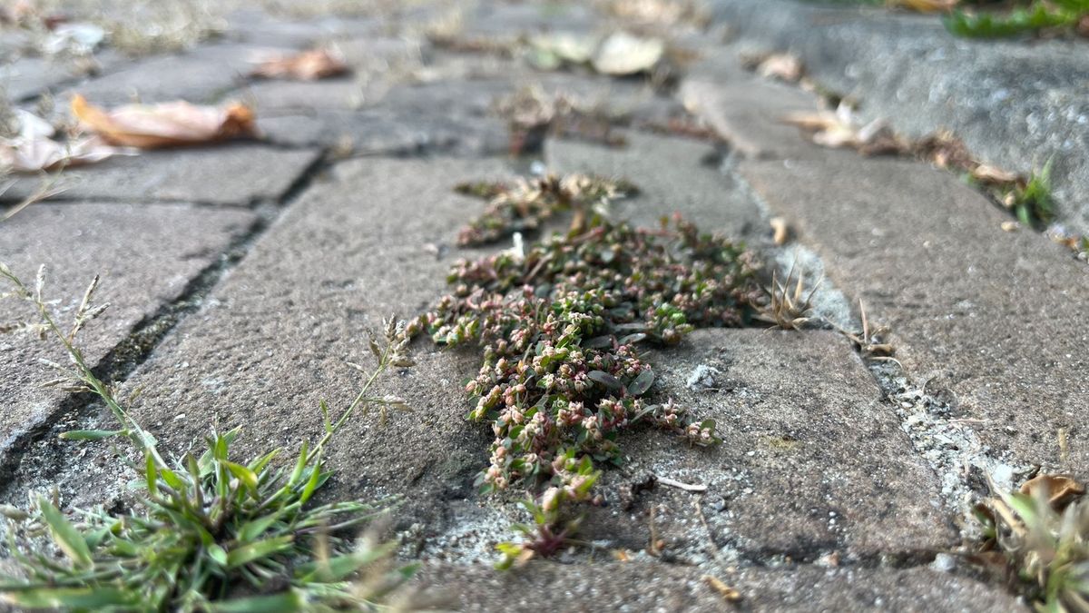 Straatwolfsmelk op iedere hoek van de straat wel te vinden: zo