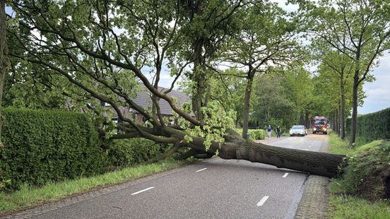 Fikse onweersbuien trokken over Limburg: hopen hagelstenen en een omgevallen boom Home