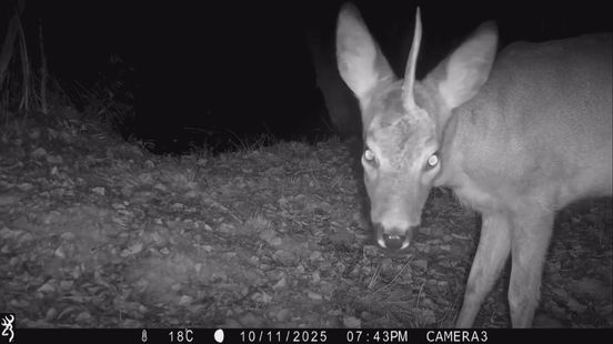 Eenhoorn staat op beeld