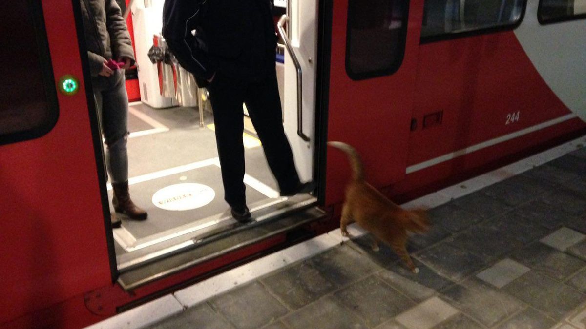 De eerste zwartrijder op het nieuwe station in Roodeschool is gespot