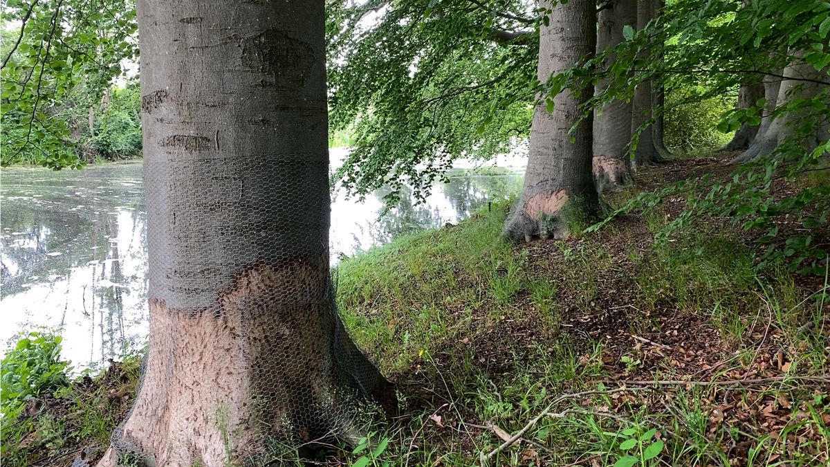 Ondanks maatregelen knagen bevers aan oude beuken bij Kasteel Amerongen: 'Uiteindelijk gaan ze dood'