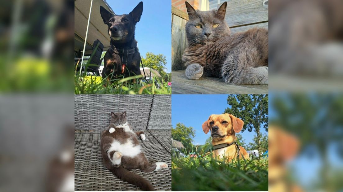 Bella, Charlie, Muis en Guus fan baaske Leontine Jong-Dijkstra