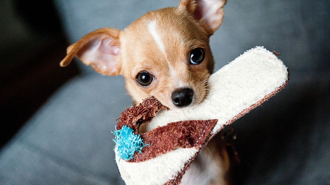 Chihuahua, archieffoto