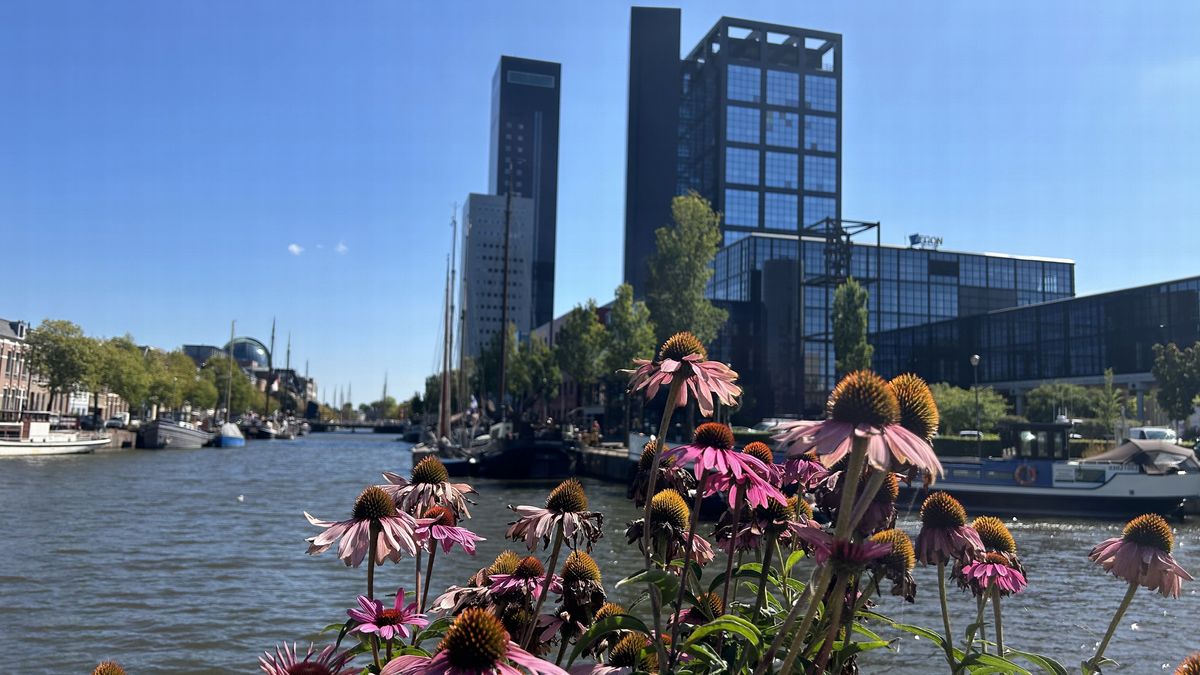 Leeuwarden wil van dode bomen en perkjes af en past het groen aan op extreem weer
