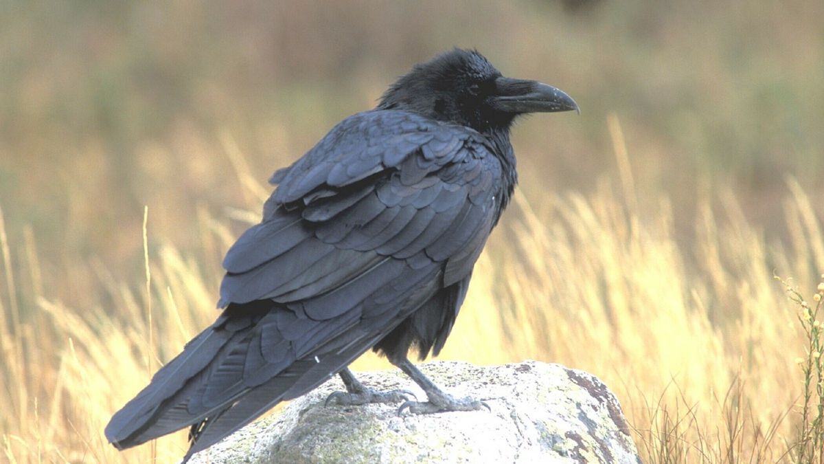 Hangplek voor raven op VAM-berg: 'Een kathedraal van geluid'