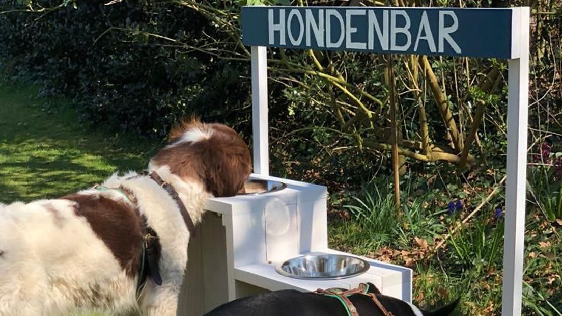 De hondenbar bij Beachclub Kaap Hoorn