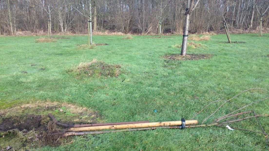 Fruitbomen vernield in Hoogenweg